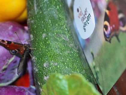 Schmetterlingsvielfalt auf Leipzigs Äckern