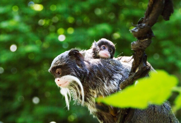 Kaiserschnurrbarttamarin Lilli mit Jungtieren im Zoo Leipzig