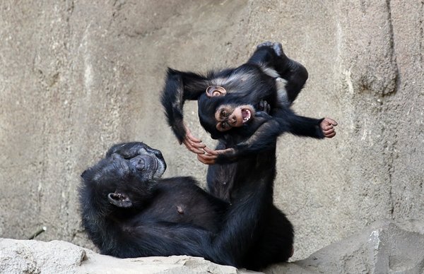 Schimpansin Swela mit Sohn Acibo im Zoo Leipzig