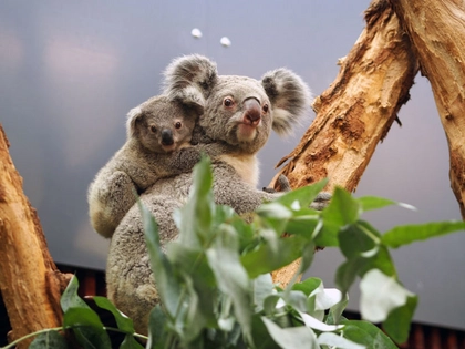 Koala-Nachwuchs im Zoo Leipzig getauft Koala-Nachwuchs im Zoo Leipzig getauft