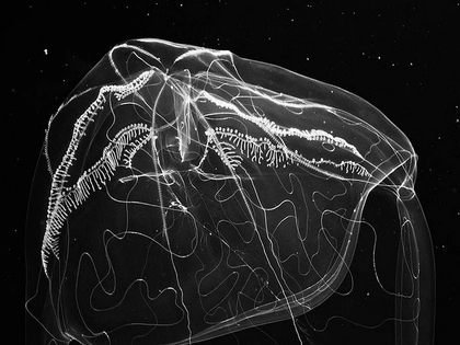 Premiere des Leipziger Dokumentarfilms DAS PERFEKTE SCHWARZ im Cinémathèque