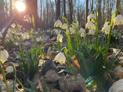 32. Leipziger Auwaldart ist der Märzenbecher