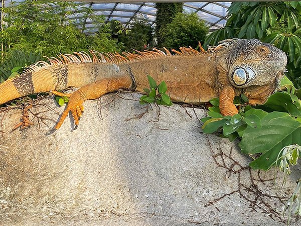 Ein freilebender Grüner Leguan in Gondwanaland, Foto: Zoo Leipzig