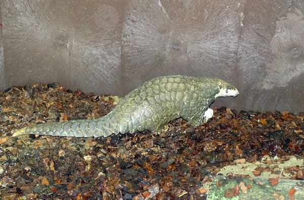 Neues Schuppentiermännchen im Zoo Leipzig