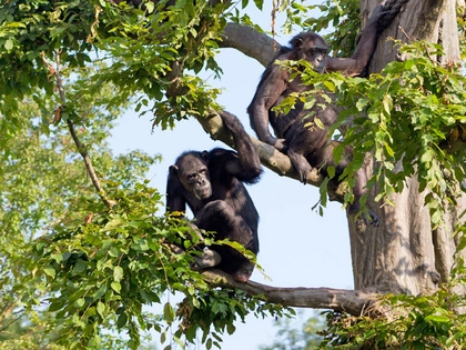 Entdeckertage Affen im Zoo Leipzig Entdeckertage Affen im Zoo Leipzig