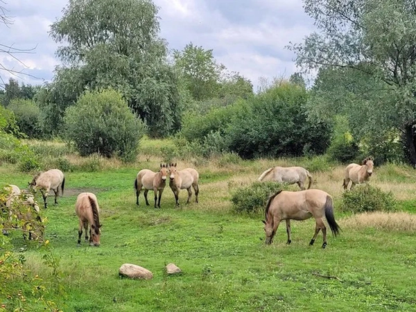 Beweidungsprojekt Paunsdorf, Foto: Stadt Leipzig