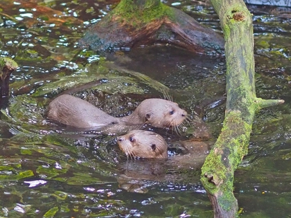 Artenschutz im Fokus: Entdeckertage im Zoo Leipzig haben ein tierisches Botschafter-Trio Artenschutz im Fokus: Entdeckertage im Zoo Leipzig haben ein tierisches Botschafter-Trio