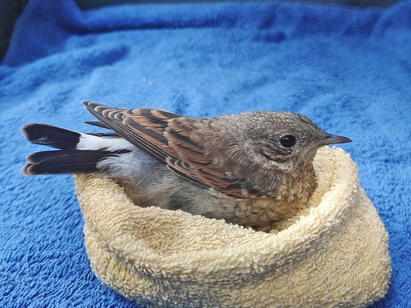 Steinschmätzer: Jungvogel, Foto: NABU Regionalverband Leipzig e.V.