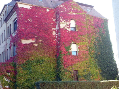 Grüne Fassaden für Leipzig
