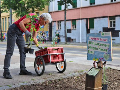 Leipziger Ökolöwen verwandeln kahle Baumscheiben in bunt blühende Baumbeete