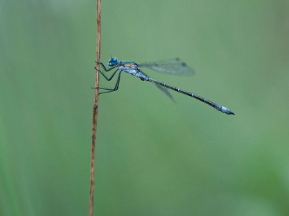 Projekt Lebendige Luppe lädt zur jährlichen Libellen-Exkursion Projekt Lebendige Luppe lädt zur jährlichen Libellen-Exkursion