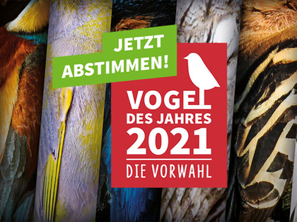 NABU Leipzig beteiligt sich am Wahlkampf für den Vogel des Jahres 2021