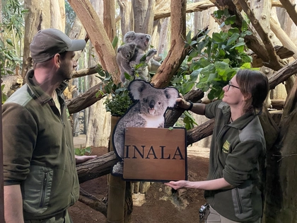 Koala-Taufe im Zoo Leipzig vollzogen