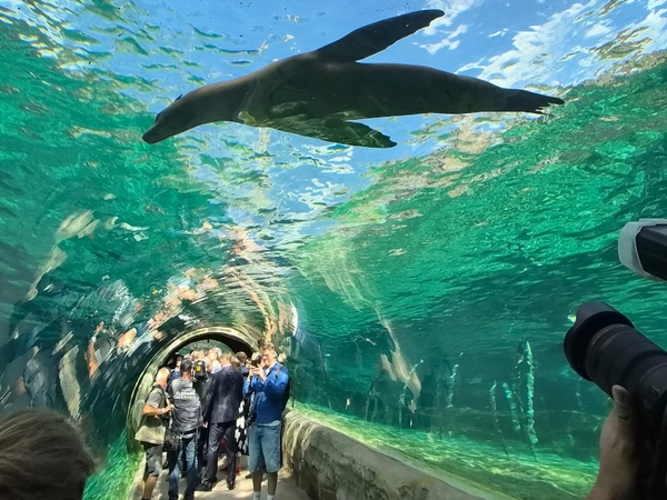 41 Ein mehr als 100 Meter langer Unterwassertunnel lässt Besucher in Feuerland fußläufig abtauchen, Foto: Zoo Leipzig