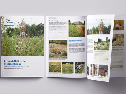 Insektensommer 2023 mit dem NABU Leipzig