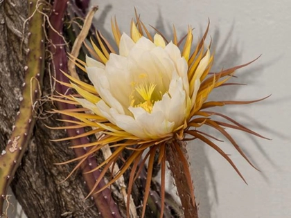 Abendöffnung im Botanischen Garten Leipzig: Die Königin der Nacht blüht heute