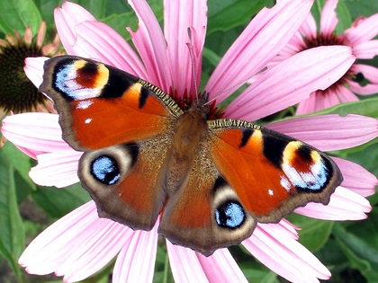 "VielFalterGarten": Schmetterlingsworkshop im Leipziger Friedenspark