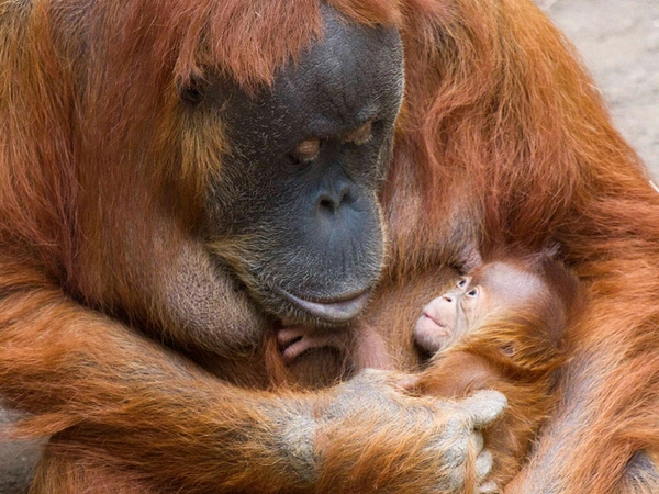 Pini mit ihrer Tochter, Foto: Zoo Leipzig