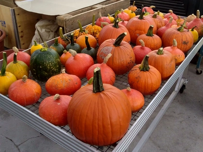 Gruselig, schaurig und einfach gespenstisch: Kürbisschnitzen im Botanischen Garten