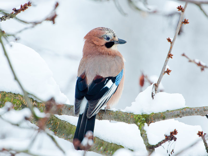 Exkursionen des NABU Leipzig zur „Stunde der Wintervögel“
