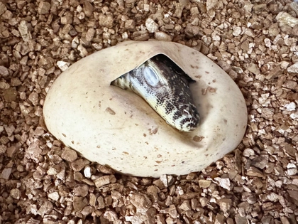 Zoo Leipzig ist seltener Komodowaran-Zuchterfolg gelungen Zoo Leipzig ist seltener Komodowaran-Zuchterfolg gelungen