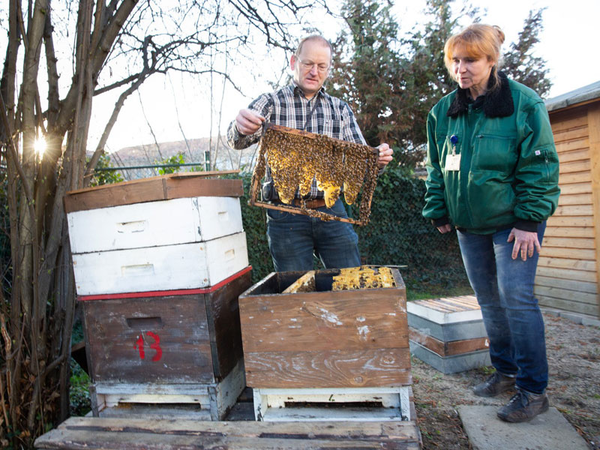 Imker Michael Hardt baut die Bienenstöcke auf dem Gelände der UKL-Gärtnerei auf. Bärbel Zimmermann, Leiterin der Gärtnerei, schaut interessiert zu. Sie war von der Idee der Bienenpatenschaft sofort begeistert. Foto: Stefan Straube / UKL