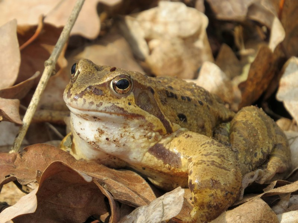 Foto von einem Grasfrosch