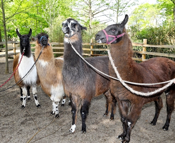 Lama-Quartett des Zoo Leipzig