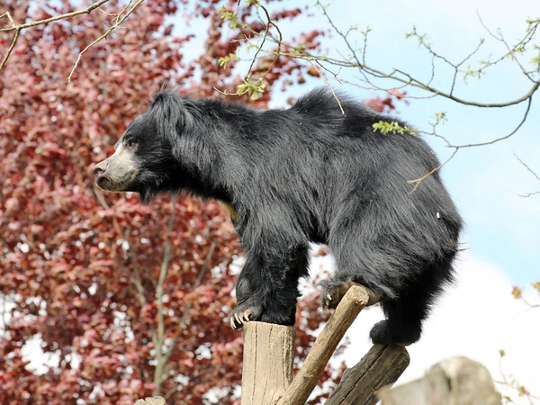Lippenbärenweibchen in der Lippenbärenschlucht, Foto: Zoo Leipzig