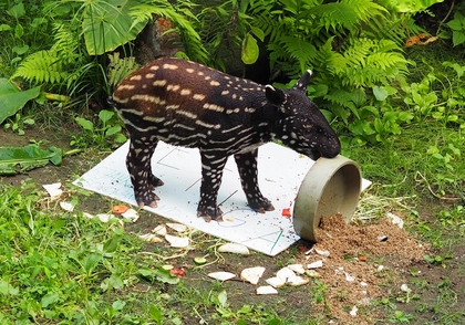 Zoo Leipzig: Name für Neuankömmling gefunden Zoo Leipzig: Name für Neuankömmling gefunden
