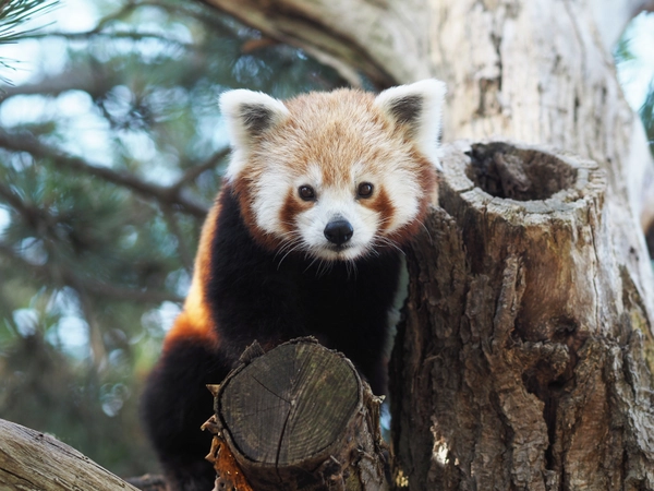 Rotes Pandaweibchen Kamala auf der Außenanlage, Foto: Zoo Leipzig