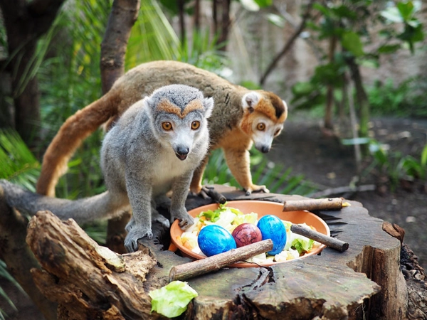 Ostern beim Kronenmakipärchen, Foto: Zoo Leipzig