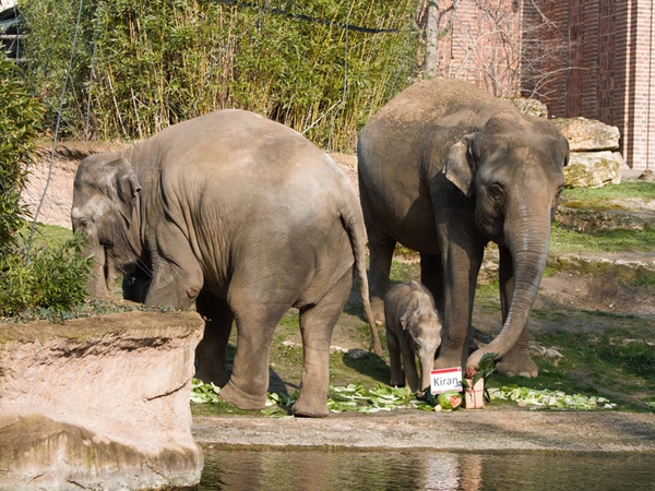 Kiran mit Mutter Rani und Tante Don Chung, Foto: Zoo Leipzig