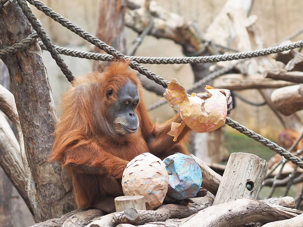 Oster-Pinatas für die Orang-Utans: Weibchen Dokana packt die Pinatas aus, Foto: Zoo Leipzig