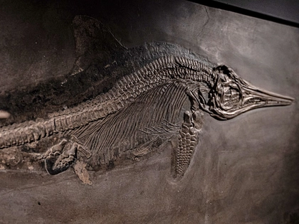 180 Millionen Jahre in der Bibliotheca Albertina Leipzig