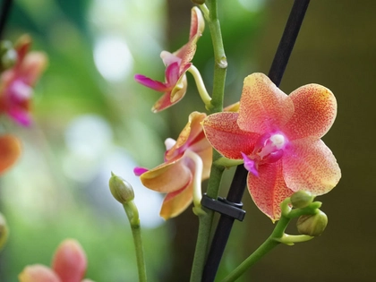 Tausende von Orchideen sind wieder in den Botanischen Garten Leipzig eingezogen