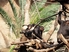 Schimpansen in Pongoland, Quelle: 