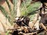 Schimpansen in Pongoland, Quelle: Zoo Leipzig