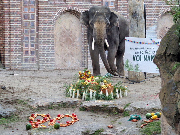 Voi Nam mit Geburtstagstorte, Foto: Zoo Leipzig