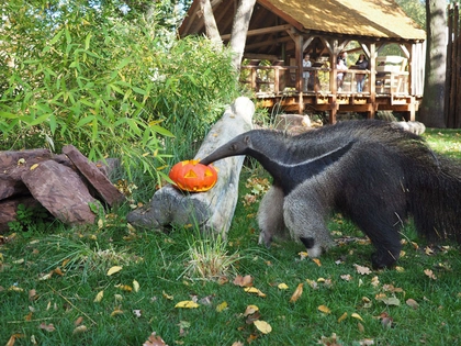 Halloween-Spektakel im Zoo Leipzig Halloween-Spektakel im Zoo Leipzig