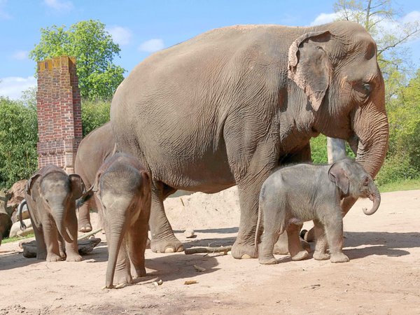 Kewa mit ihrer Tochter und den anderen beiden Jungtieren, Foto: Zoo Leipzig.