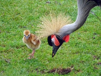 Erster Zuchterfolg bei den Grauhals-Kronenkranichen im Zoo Leipzig Erster Zuchterfolg bei den Grauhals-Kronenkranichen im Zoo Leipzig