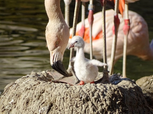 Erstes Küken der Chileflamingos im Zoo Leipzig