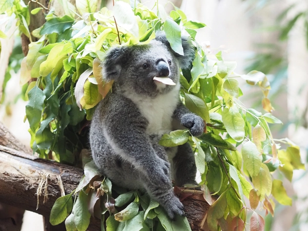 Koalajungtier Inala beim Eukalyptusfrühstück, Foto: Zoo Leipzig