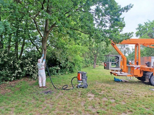 Beseitigung Eichenprozessionsspinner: Absaugen der Nester, Foto: Stadtreinigung Leipzig