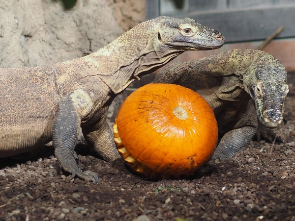 Kürbiszeit bei den Komodowaranen, Foto: Zoo Leipzig