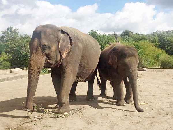 Mutter Kewa mit Jungbulle Edgar, Foto: Zoo Leipzig