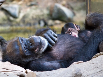 Zoo Leipzig feiert 1. Welt-Schimpansen-Tag Zoo Leipzig feiert 1. Welt-Schimpansen-Tag
