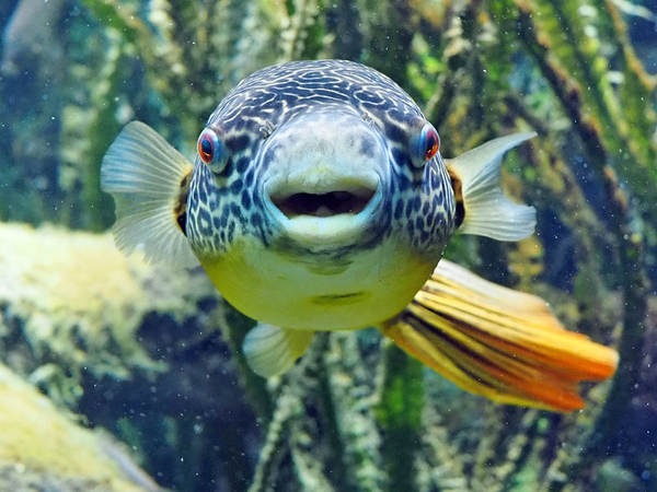 Goldringelkugelfisch, Foto: Zoo Leipzig