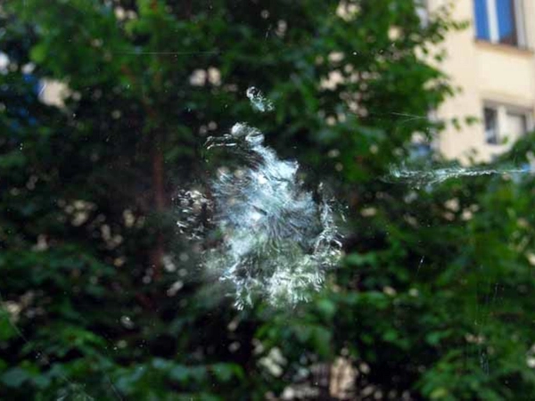 Nach Scheibenanflug hinterlassener Puderabdruck einer Taube, Foto: Klemens Steiof